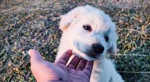 Após os passeios, você deve limpar os olhos do pet; entenda o porquê e como fazer