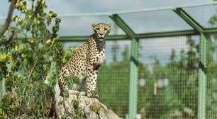 Por que o tigre está em extinção e a onça-pintada não?