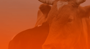 Começou o mês de Touro 2026: o que muda para todos os signos?