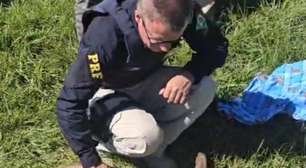 Veado-catingueiro é resgatado com ferimentos às margens da BR-285