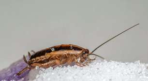 Essa é a comida que as baratas odeiam e que você já tem na sua cozinha