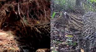 Veja imagens do menor felino selvagem do Brasil