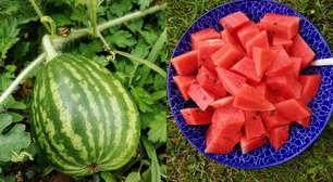 Quer plantar melancias no quintal de casa? Veja estas dicas