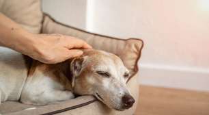 Pet idoso: veja como cuidar da saúde do animal nesta fase