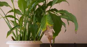 O que significa quando as pontas das folhas da sua planta secam?