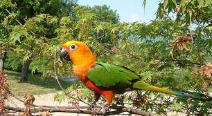 Descubra as espécies de aves que surpreendem ao imitar a fala humana