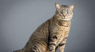 Gato tigrado: 6 raças que se destacam pela pelagem