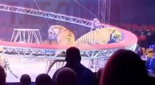 Tigre salta em direção à plateia durante apresentação de circo na Rússia