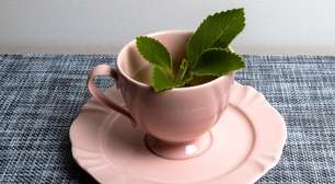 Chá de boldo ajuda na digestão? Veja 6 receitas e como usar