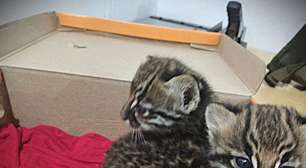 Brigada Militar resgata filhotes de jaguatirica no Norte do RS