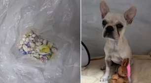 Veja estado de saúde da filhote de buldogue francês que ingeriu mais de 50 pedras de crack