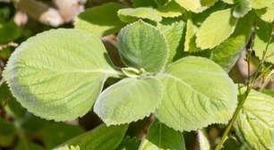 JOÃOBIDU: Banho de Boldo: aprenda este poderoso ritual de descarrego