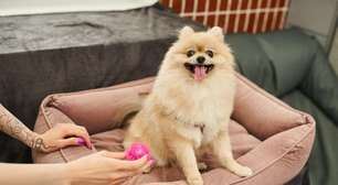 10 itens que toda casa com cachorro deve ter