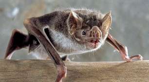 Focos de raiva herbívora colocam RS em alerta sanitário