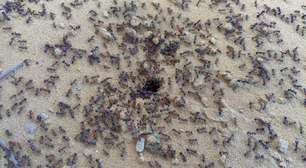 O café das formigas: a substância que melhora o aprendizado e pode revolucionar o combate a pragas