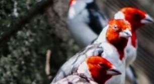 CPRH aponta galo-de-campina como o animal mais traficado em Pernambuco