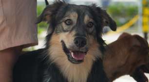 Santíssimo recebe palestra gratuita com veterinário sobre castração de cães e gatos