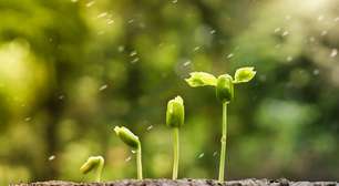 Florestas urbanas em tempo recorde: como a técnica Miyawaki cria ecossistemas densos e biodiversos