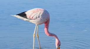 10 curiosidades sobre a alimentação dos animais na natureza