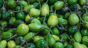 O vegetal mais odiado é um dos mais poderosos. Conheça os benefícios do jiló e como prepará-lo