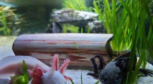 Essa fofura pode ser o segredo para regenerar membros humanos junto de outras 2 espécies inusitadas