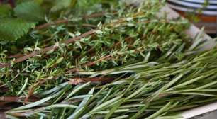 A erva que reduz o estresse: veja como usar o alecrim nas refeições da semana