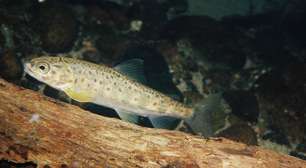 Contaminação de cocaína em rios e lagos pode afetar o comportamento de salmões, diz estudo