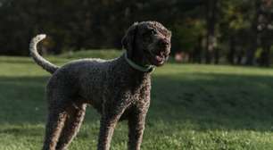 Lagotto romagnolo: conheça as características dessa raça de cachorro