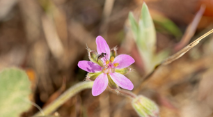 Linda, fácil de cuidar e repelente de mosquitos: esta é a flor que você precisa no seu terraço ou jardim