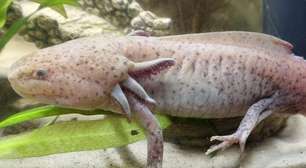 Menina encontra anfíbio mexicano ameaçado de extinção debaixo de ponte no País de Gales