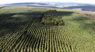 Setor florestal avança em MG e projeta ciclo 2026-2030