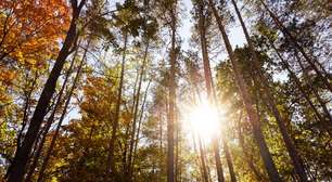 Wood Wide Web: a rede subterrânea de fungos que conecta árvores e transforma florestas em sistemas cooperativos vivos