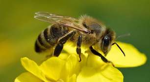 Abelha dentro de casa é perigoso? Entenda o que isso revela sobre o ambiente