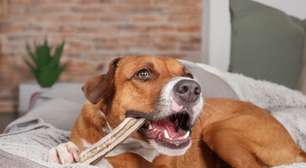 Osso para cachorro: 5 perigos do alimento para o animal