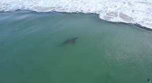 Italo Ferreira grava encontro com tubarão na Austrália