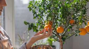 Unindo o útil ao agradável: essas são as 4 árvores frutíferas que podem ser plantadas em vasos