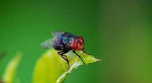 Adeus moscas: estas 13 plantas as repelem com estilo e sem a necessidade de inseticidas