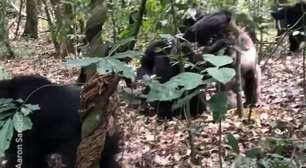Chimpanzés em Uganda estão envolvidos em uma violenta 'guerra civil', dizem cientistas