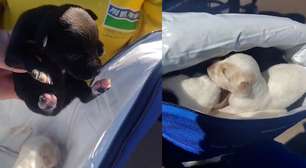 Filhotes de cachorro são salvos por coletores minutos antes de compactação em caminhão de lixo em SP