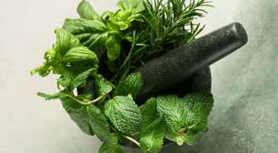 Ervas mornas: o segredo da Umbanda para equilibrar sua aura e atrair sorte