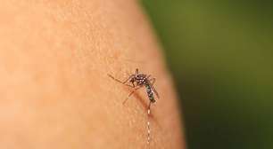 Ímãs de mosquitos? Entenda a verdadeira ciência por trás das picadas e desvende os mitos mais populares