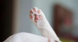 Idosa de 78 anos é presa após matar filhote de gato a vassouradas em Ijuí