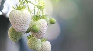 Qual o segredo por trás do morango branco? Produtor rural explica