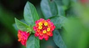 Muito mais fácil de cuidar do que os gerânios, esta linda planta também floresce o ano todo