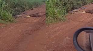 Homem flagra sucuri tentando devorar capivara em MS: 'Será que a bicha é monstra'