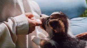 Por que o focinho dos cães é úmido? O segredo do olfato, da termorregulação e da "visão térmica" canina