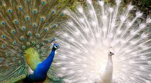 Colorido ou branco, plumagem do pavão é espetáculo visual