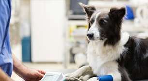 Pressão alta em animais: 6 sinais de alerta da doença