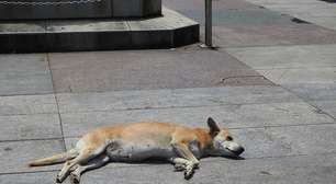 O enigma do vira-lata caramelo: por que cães SRD do mundo todo acabam tão parecidos segundo a ciência