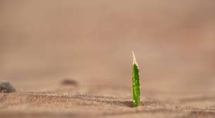 Perante os desafios climáticos, cientistas tentam criar plantas que sobrevivam às secas